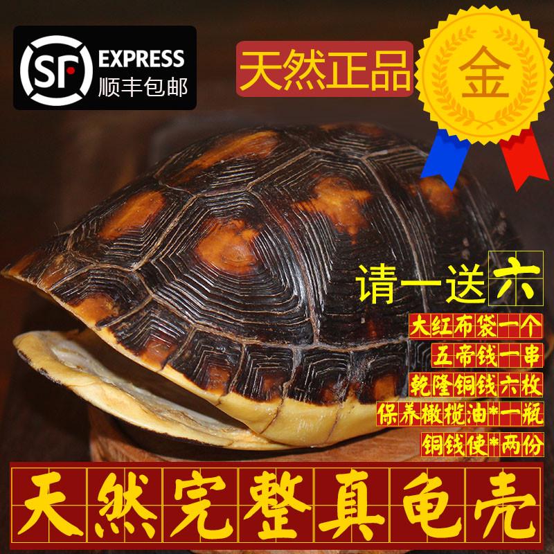 天然精品完整乌龟草龟壳龟甲手把件铜钱六爻摇卦算测64卦工具一套