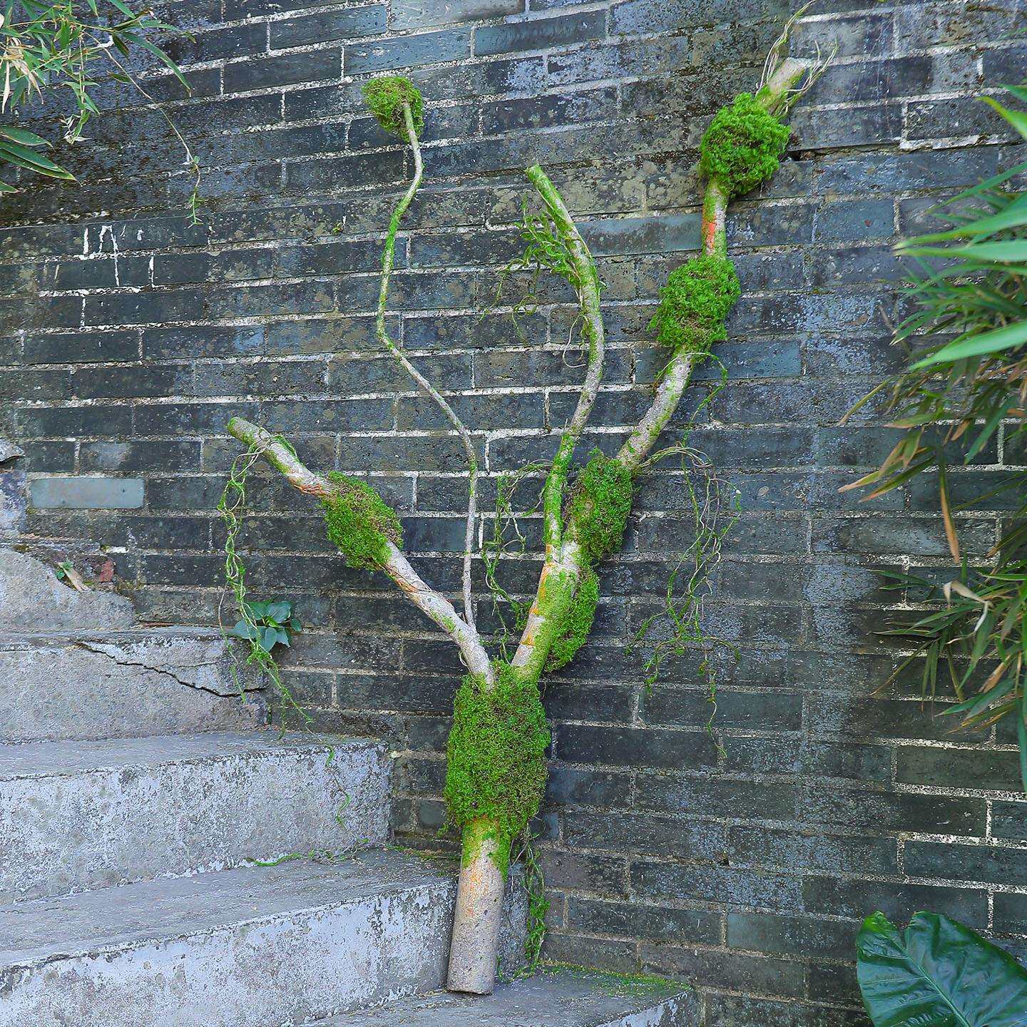 仿真树藤枯藤永生苔藓室内景观造景植物墙假树仿真树绿植藤蔓藤条