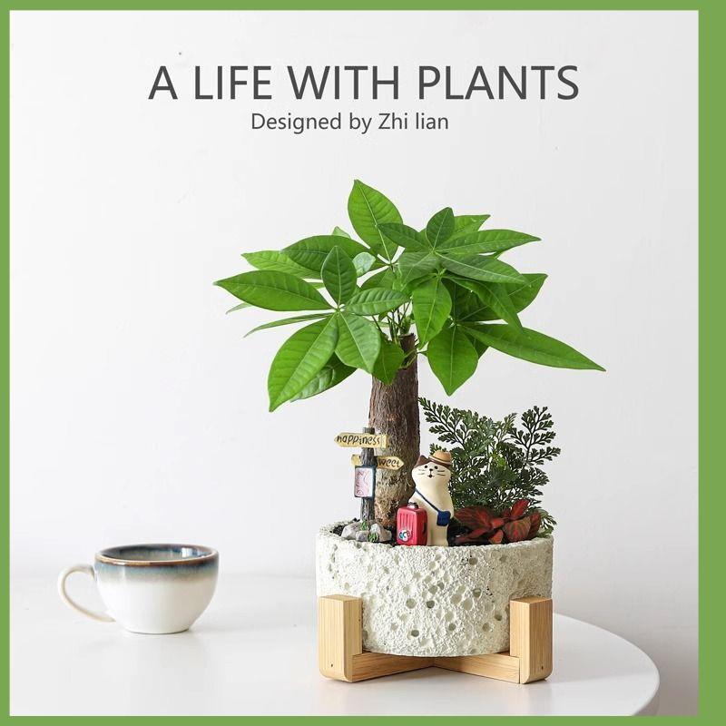 发财树盆栽植物室内净化花卉绿植桌面客厅四季常青办公室招财好养