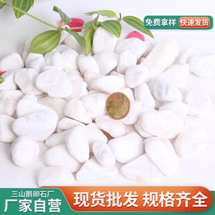 白色鹅卵石 厂家销雪花白三山花碎石子 园直林景观鱼缸垫底机雨制