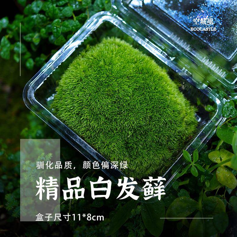 白发藓狭叶白发藓人工驯养新鲜鲜活阴干盒装整箱发货微景观造景高
