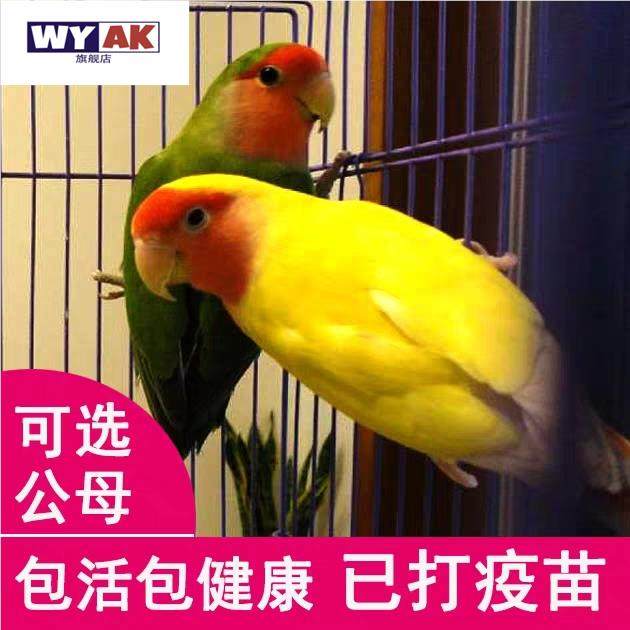 鹦鹉活鸟一公一母桃脸牡丹活物黄桃绿桃小鸟会学说活的宠物鸟家养图片