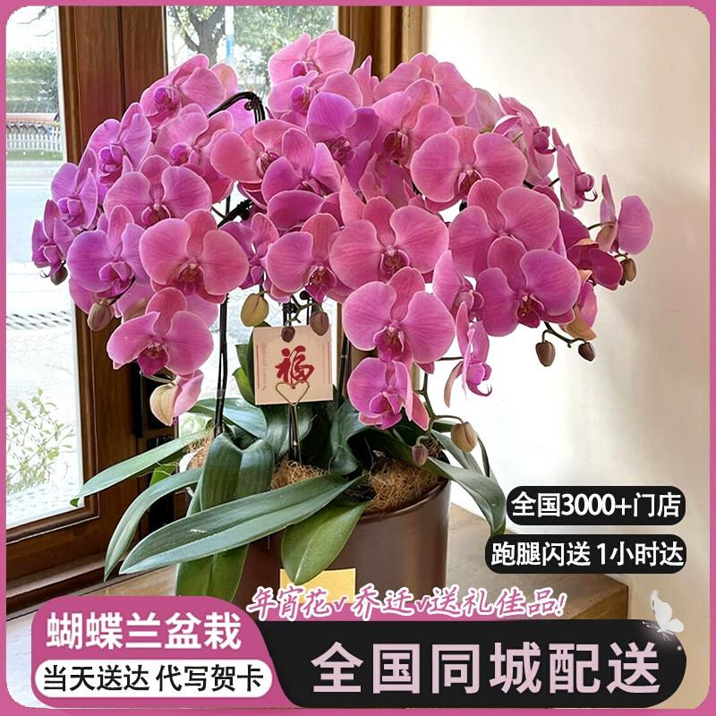 全国蝴蝶兰盆栽鲜花速递同城海口金华开业乔迁带花东莞漳州大连店