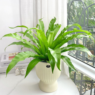 蓉城金叶子鸟巢蕨细叶宽叶鹿角蕨类花卉常绿植物盆栽办公室内加湿