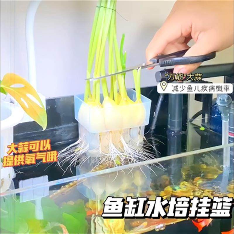 【品牌正品】鱼缸水培挂篮大蒜种植盆绿萝水草杯植物挂式定植篮郁,宠物/宠物食品及用品,造景/装饰,淘宝优惠券,粉丝福利购,淘宝优惠卷