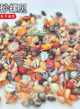 贝壳海螺按斤卖菲律宾贝沙粉砂螺贝芋螺宝螺笋螺酸浆贝红色赤疆贝