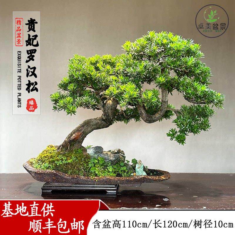 造型罗汉松盆景名贵老桩大型室外别墅庭院迎客松真树绿植盆栽好养