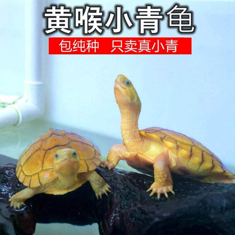 纯正黄喉拟水龟皖南种三黄小青龟北石金钱龟活物小宠物乌龟发财龟