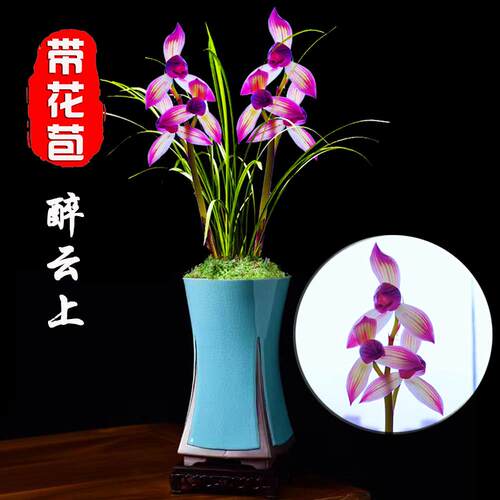 铭品兰花【带花苞】浓香春兰醉云上精品高档兰花盆栽室内绿植花卉