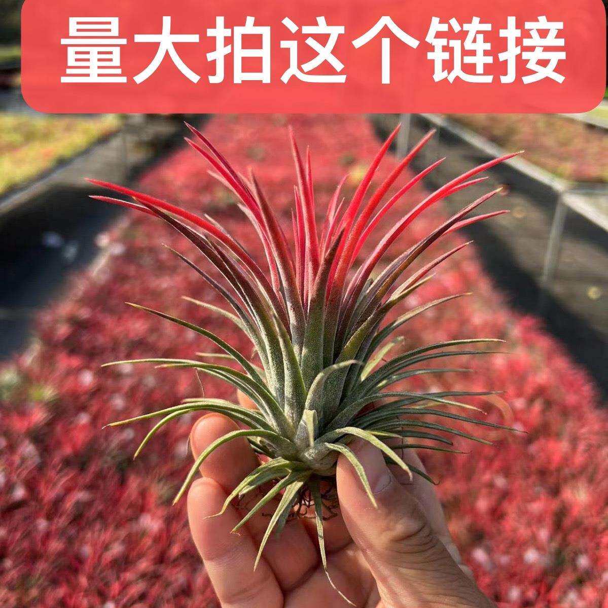 厂家直销 空气铁兰 无土植物 空气铁兰黄精灵