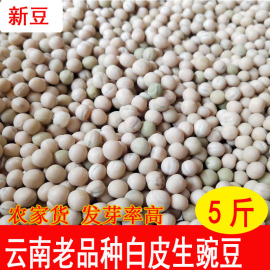 云南老品种干豌豆生豌豆粒，散装农家新货甜豌豆5斤装干的可发豆芽