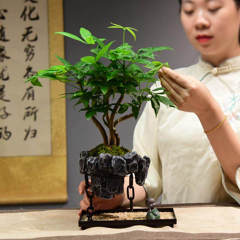 发财树盆栽室内客厅办公室展厅装饰艺术创意天空之城悬浮盆景