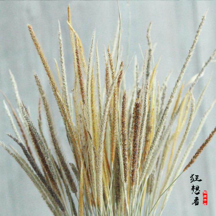 云南狂想者干花千丝草麒麟草森系自然干花真花家居装饰