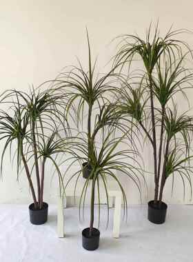 ins风格仿真绿植盆栽 商场家居酒吧装饰品 仿真巴西铁龙血铁树