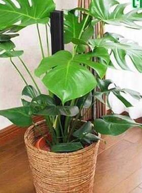 monstera lare potted reen plant indoor purification