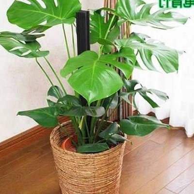 monstera lare potted reen plant indoor purification