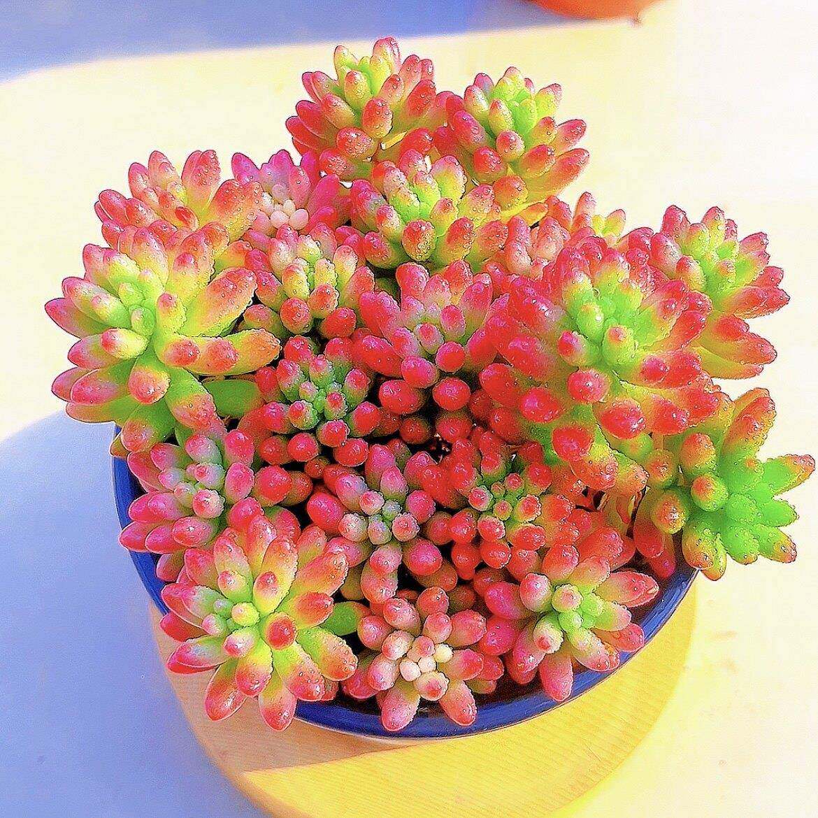 新疆包邮红葡萄虹之玉锦多肉植物老桩群生室内阳台防辐射盆栽花卉