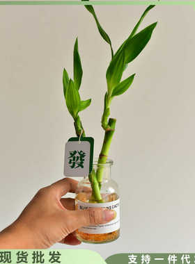 创意水培富贵竹盆栽mini植物观叶盆景办公室桌面净化空气小绿植