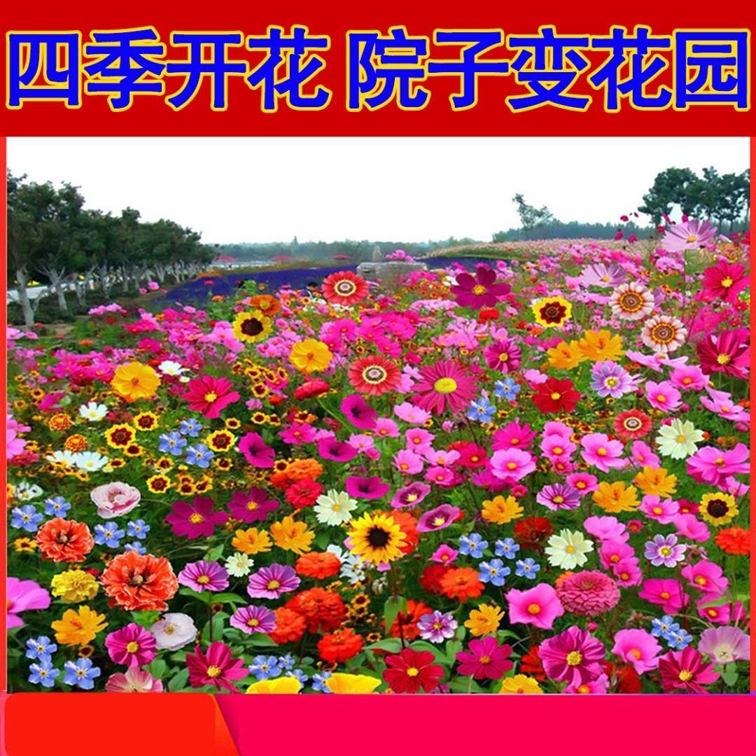 【野花组合】品种多样耐寒耐旱南北方都适宜-适合庭院-阳台-盆栽