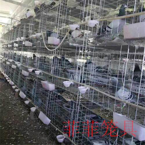 加粗镀锌鸽笼 3层4层养殖鸽子笼子肉鸽繁殖配对笼 种鸽笼用品用具