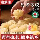 椴木小银耳干 干货特级野生无硫古田即食草本软糯雪耳出胶官方旗