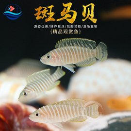 斑马贝鱼热带鱼观赏鱼小型鱼缸水族箱宠物新手活体淡水鱼包活