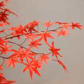 仿真红枫树大型枫叶树室内外造景假树酒店度假区装 饰枯枝摆件