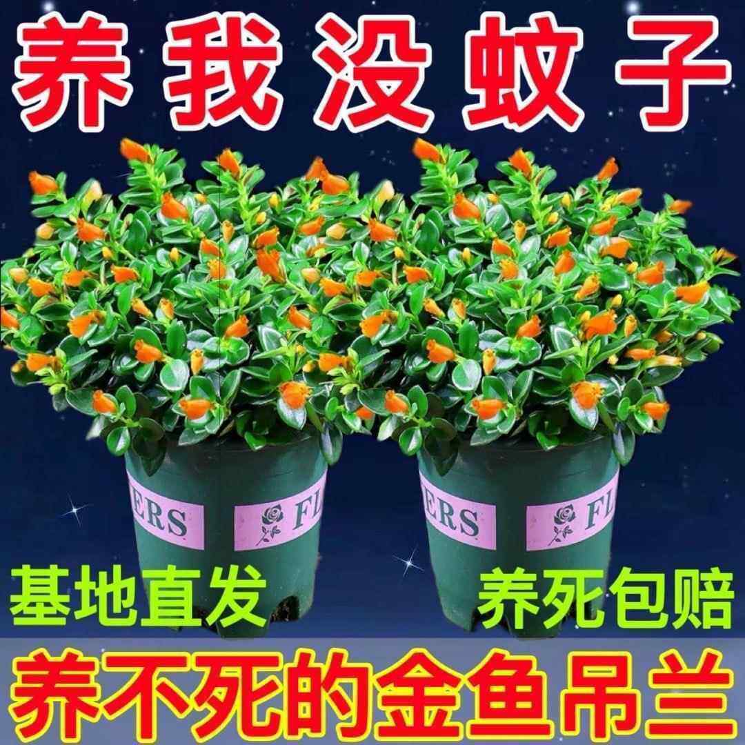 金鱼花吊兰盆栽四季开花绿植室内阳台耐寒热植物吸甲醛超好养花卉