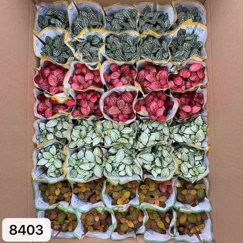 80#混装网纹草 微景观水陆缸 彩叶迷你创意桌面小盆栽绿植