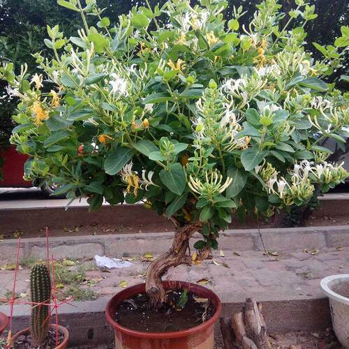 金银花树苗可食用多季开花卉盆栽阳台庭院鸳鸯藤攀援爬藤植物客厅
