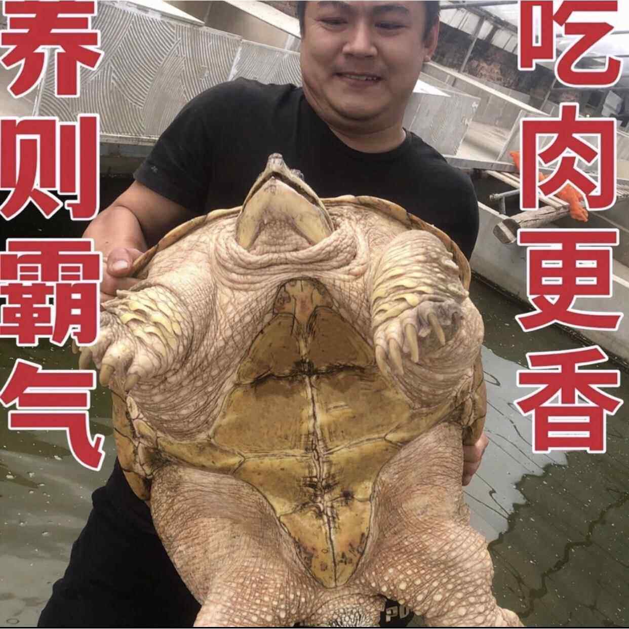 鳄龟鳄龟活物大鳄龟食用鳄龟人工养殖可以吃的鳄龟特大北美鳄龟