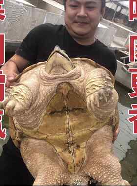 鳄龟鳄龟活物大鳄龟食用鳄龟人工养殖可以吃的鳄龟特大北美鳄龟