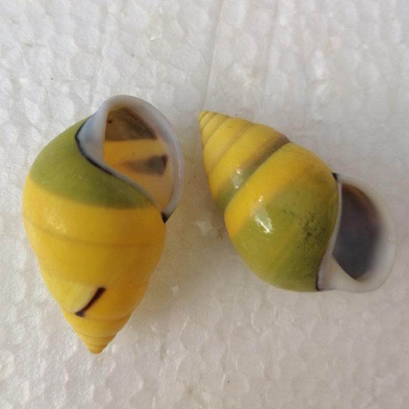 天然螺陆贝壳左右旋树蜗牛螺鱼缸造景装饰卷贝鱼寄居蟹换壳专用,家居饰品,海螺/贝壳/珊瑚,淘宝优惠券,粉丝福利购,淘宝优惠卷