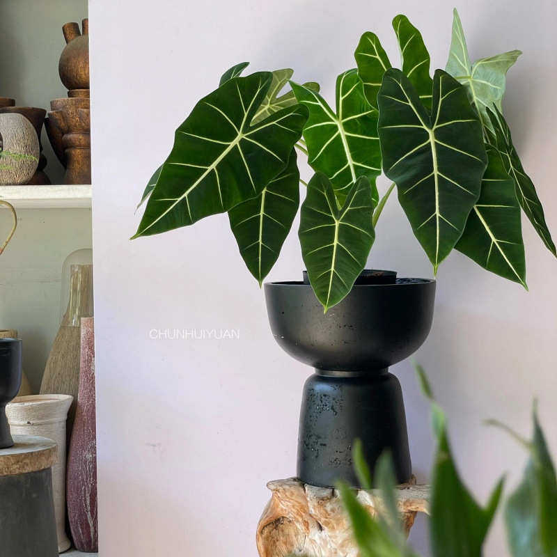 绿天鹅水培海芋绒海芋绿植好养盆栽室内北欧风植物净化空气,鲜花速递/花卉仿真/绿植园艺,绿植,淘宝优惠券,粉丝福利购,淘宝优惠卷