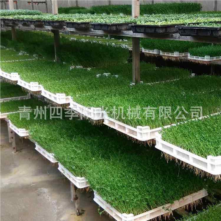 多功能芽苗发芽机花 大型发芽机菜 子种催芽机 生发695芽一体机,厨房电器,商用豆浆机,淘宝优惠券,粉丝福利购,淘宝优惠卷