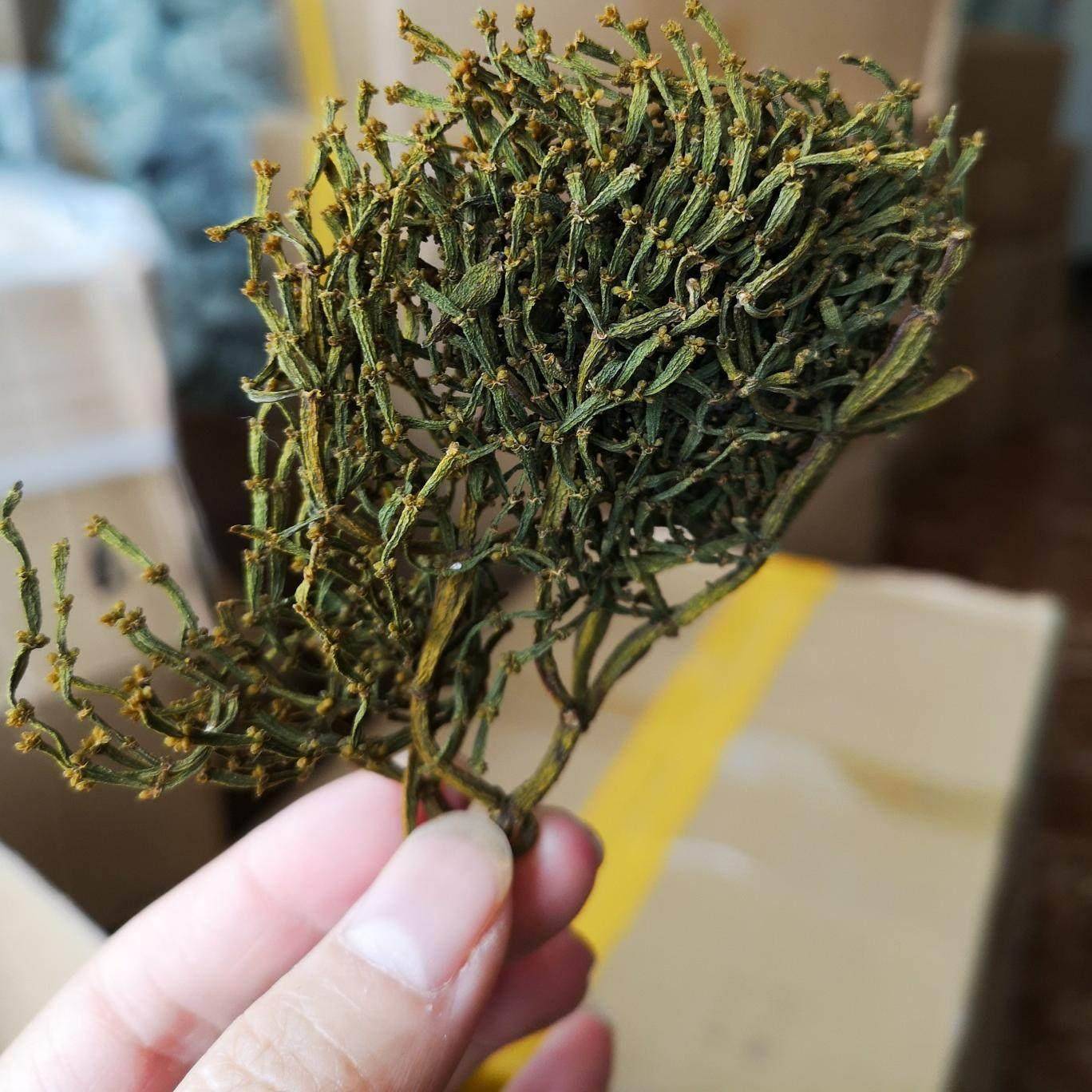 景迈野生古树螃蟹脚云南普洱香气足回甘甘甜味道纯正纯料春茶批零