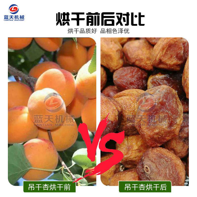 大黄杏杏果干XYR燥去机 型网干燥机/干燥箱/烘干