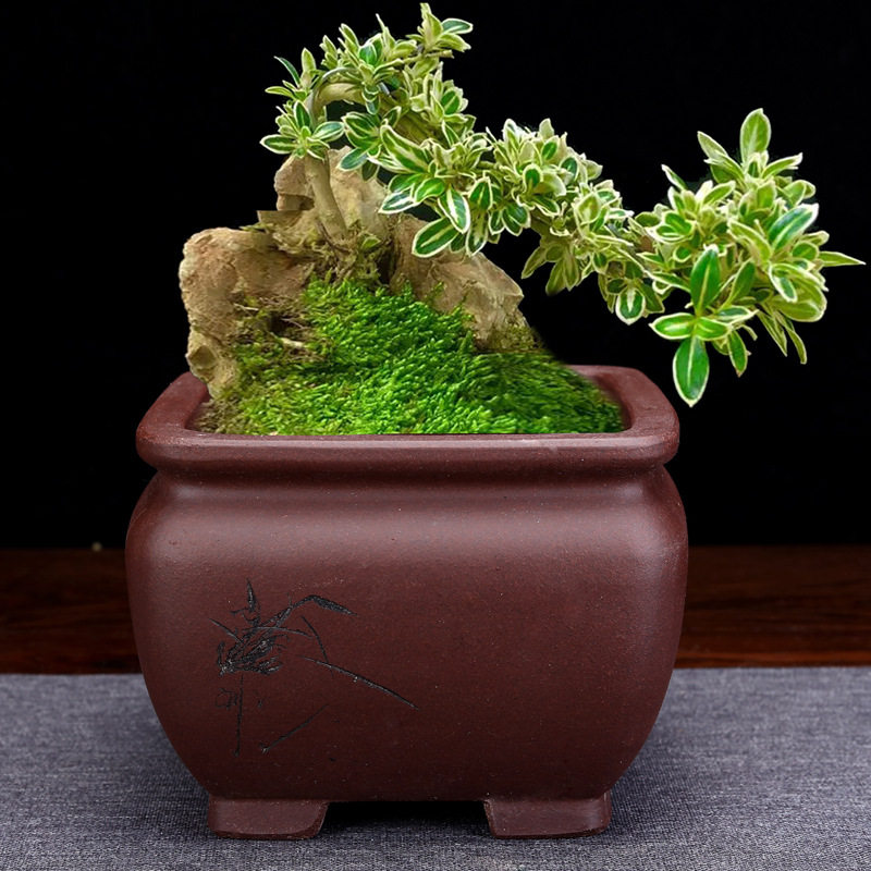 包邮加厚塑料六角印花盆景盆园艺阳台花盆多肉发财树绿萝种菜盆