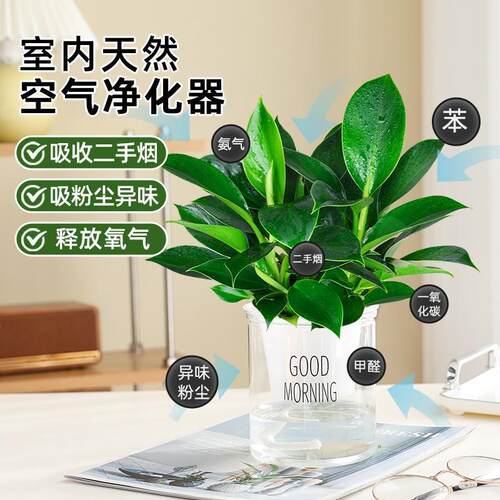 金钻盆栽大叶绿公主室内桌面水培植物绿萝箩铂金钻办公室懒人绿植