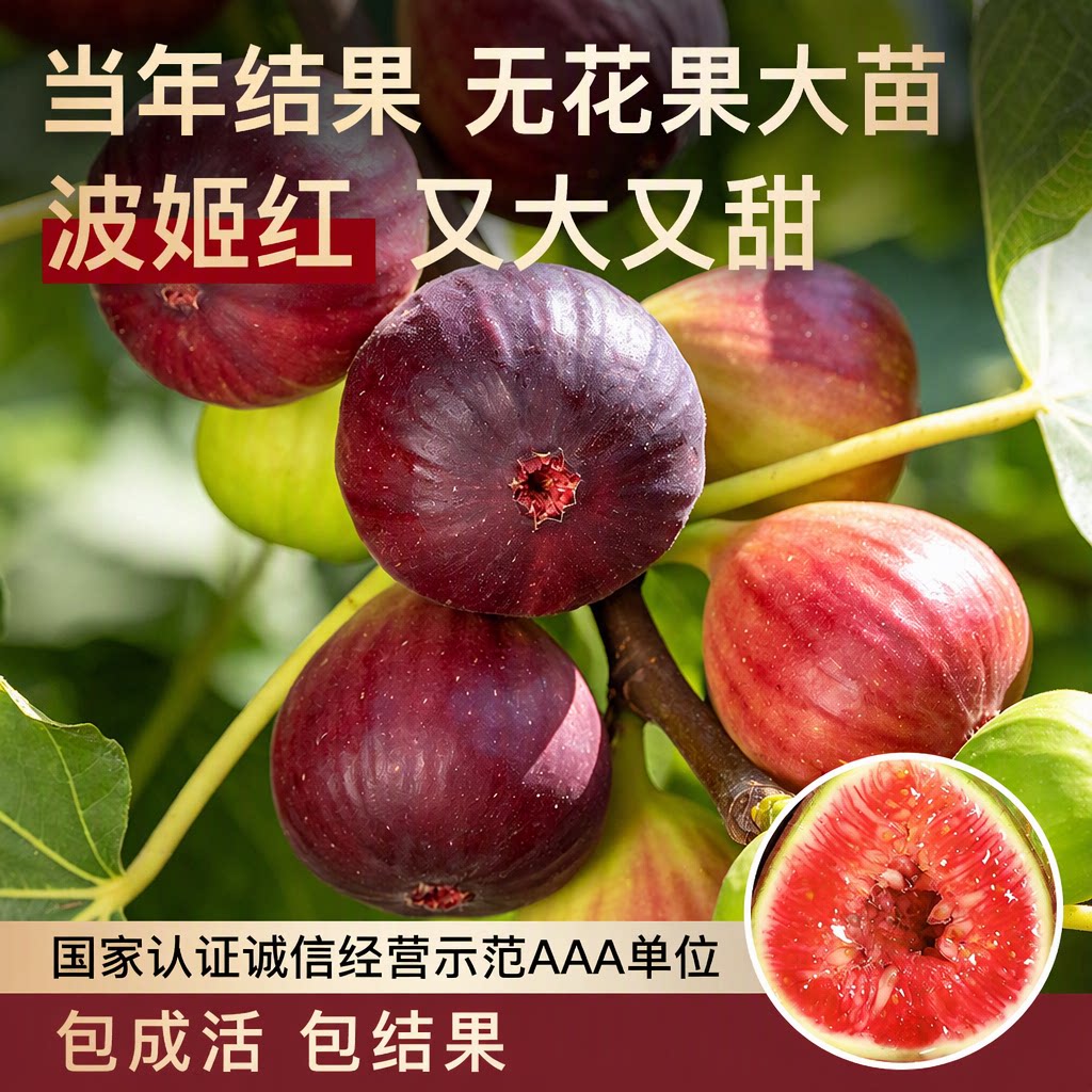无花果树苗当年结果特大果波姬红格莱斯青皮矮化盆栽包成活包结果