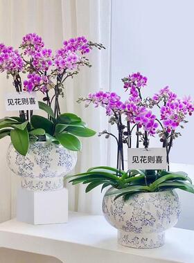 新中式蝴蝶兰专用花盆高端青花瓷花瓶小号福字陶瓷家用兰花的花盆
