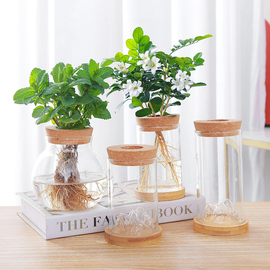 玻璃花瓶透明水培植物绿萝水养，容器花盆桌面，小绿植水养器皿摆件
