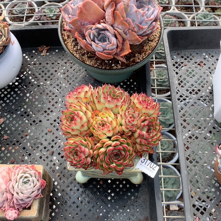 云南添彩多肉317-02萤火虫