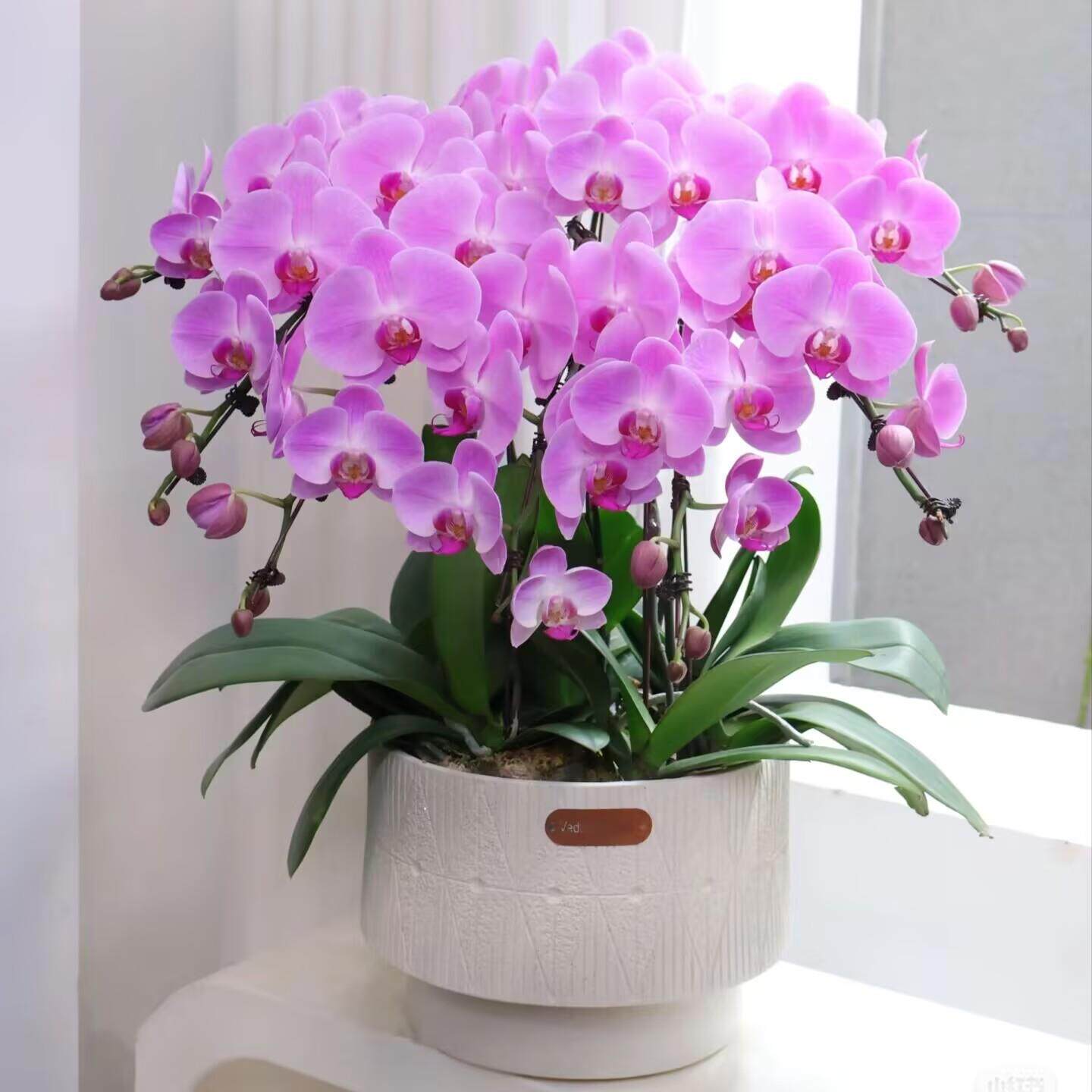 蝴蝶兰盆栽带花苞武汉开业乔迁高档花卉大盆景室内客厅前台兰花