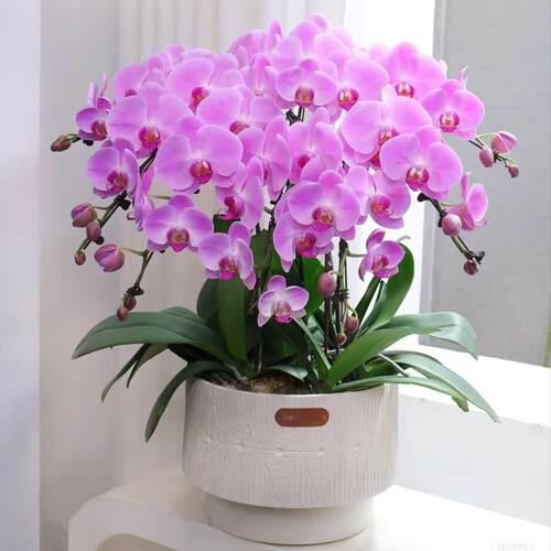 蝴蝶兰盆栽带花苞武汉开业乔迁高档花卉大盆景室内客厅前台兰花