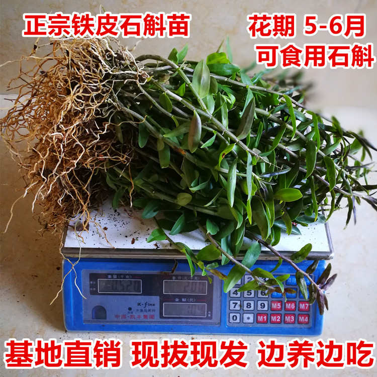 铁皮石斛苗红杆软脚石斛盆栽基地直销3年苗绿植可食用35一斤