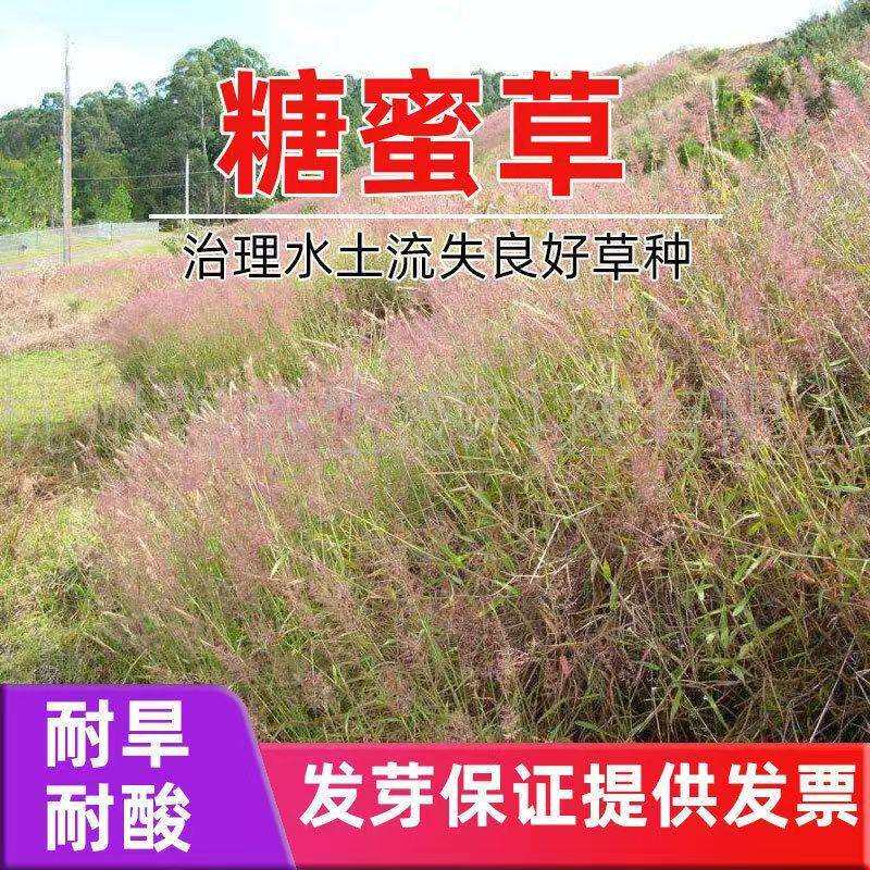 糖蜜草种籽坡地毛冠草大草原粉色观赏草子公园花海盆栽耐寒春秋播
