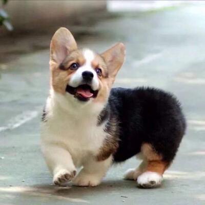 柯基幼犬小型犬家庭宠物养不掉毛黑白双色威尔士幼崽狗小可爱温顺
