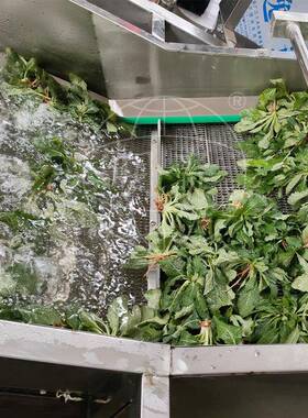 空心菜气泡清洗机蔬菜鼓泡喷淋清洗机连续涡流洗菜机器