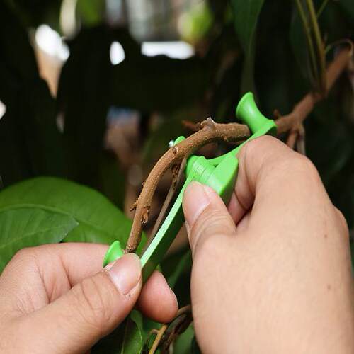 把手绿色树枝树枝其它园艺用品